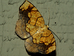 Horned Spanworm Moth